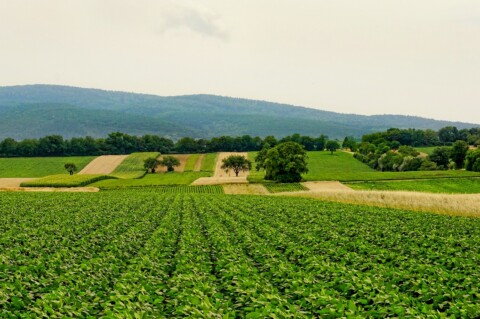 Scaling Actions that Link Smallholder Food Production and Value Chains