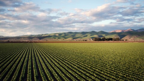 Nutrition in the Next Decade of CAADP: A Nutritional Transformation for African Food Systems