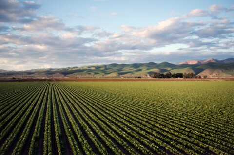 Nutrition in the Next Decade of CAADP: A Nutritional Transformation for African Food Systems