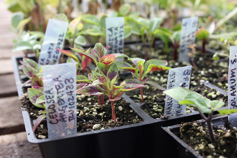 Responsible Scaling in Agricultural Research: Achieving Greater Impact by Integrating Inclusion, Reflexivity, and Power into Innovation Systems