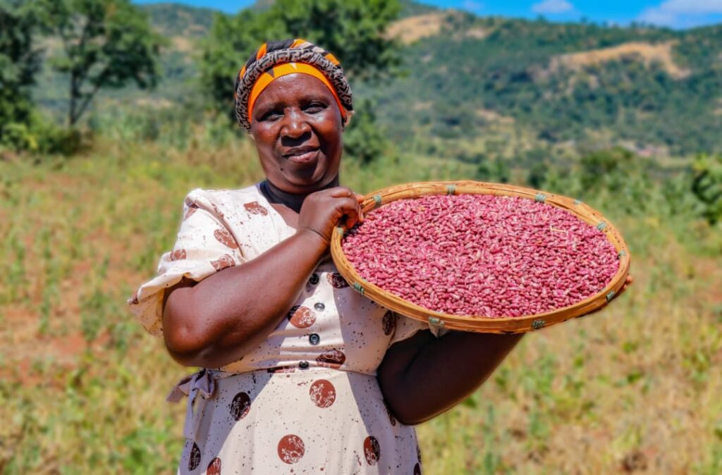 From zero to 41 percent: scaling iron bean in Zimbabwe