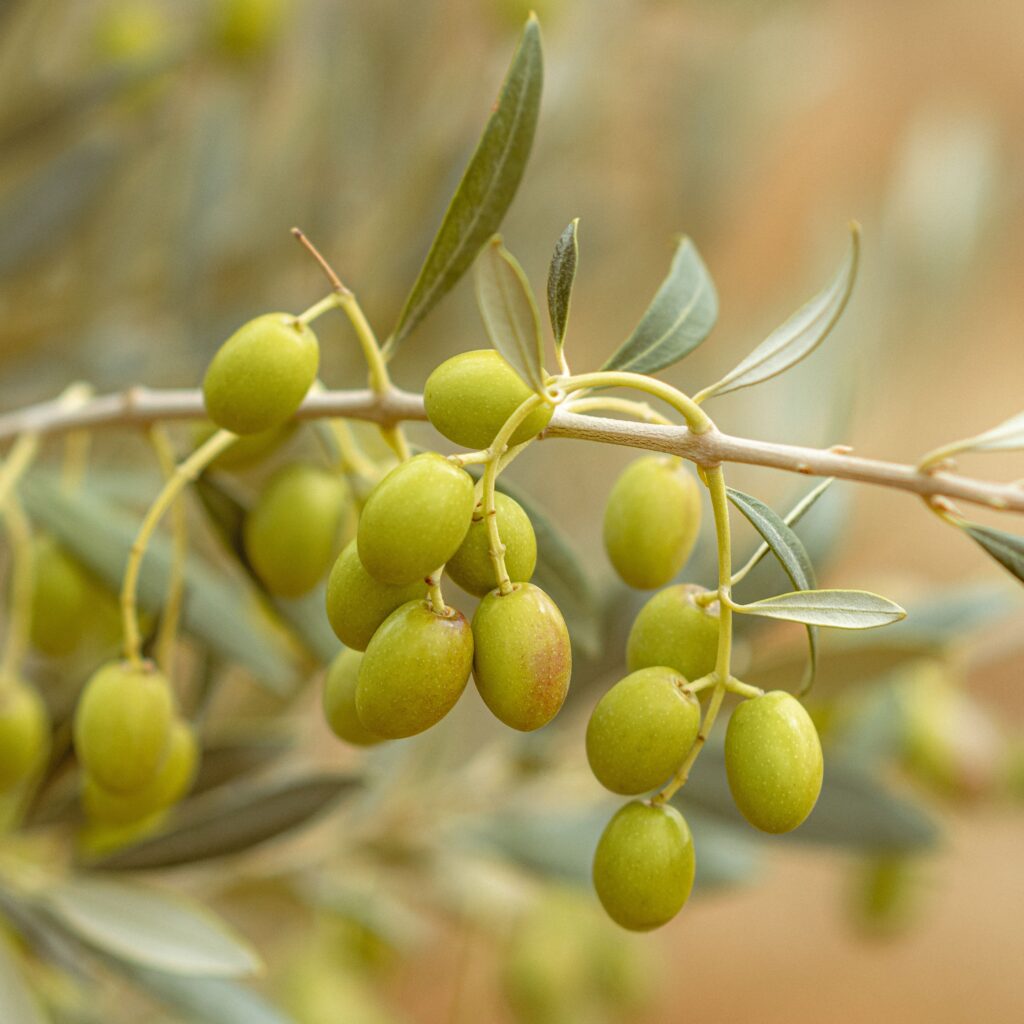 Planting the Seeds of Scale: Lessons from Tunisia's Dual Entry Point experiment